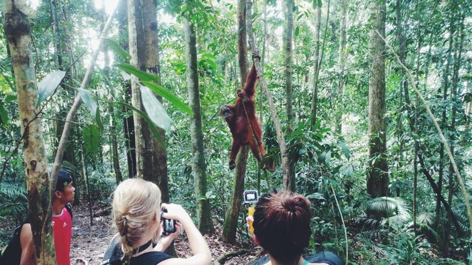Orangutantreksumatra & Lovely Jungle Lodge Only Book If You Are Treking With Us Bukit Lawang Esterno foto