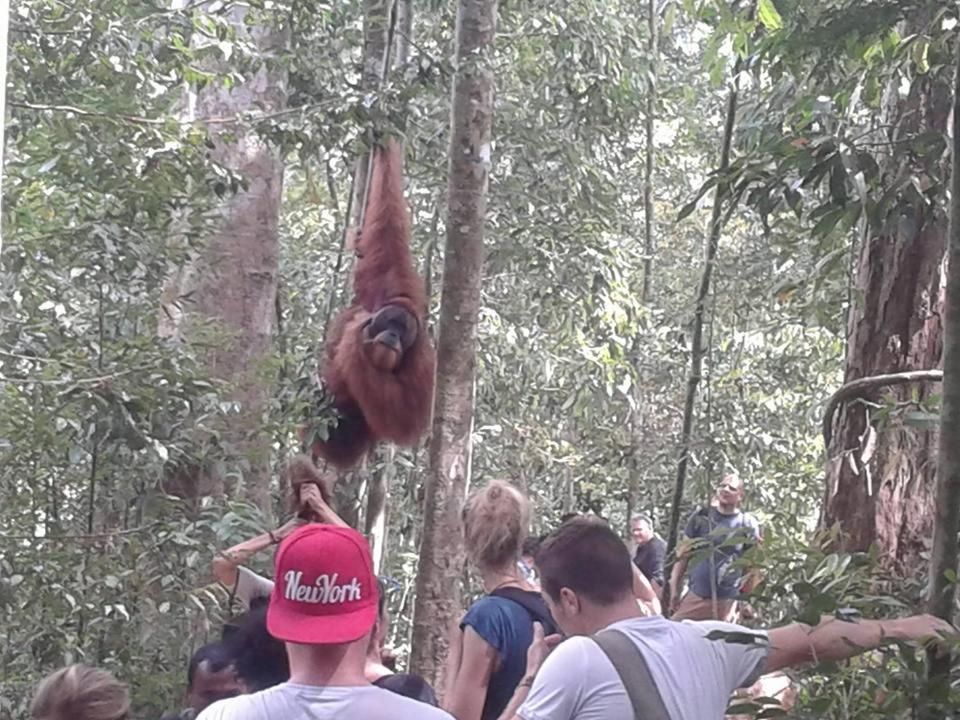 Orangutantreksumatra & Lovely Jungle Lodge Only Book If You Are Treking With Us Bukit Lawang Esterno foto