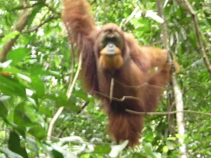 Orangutantreksumatra & Lovely Jungle Lodge Only Book If You Are Treking With Us Bukit Lawang Esterno foto