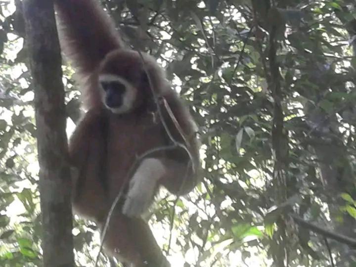 Orangutantreksumatra & Lovely Jungle Lodge Only Book If You Are Treking With Us Bukit Lawang Esterno foto