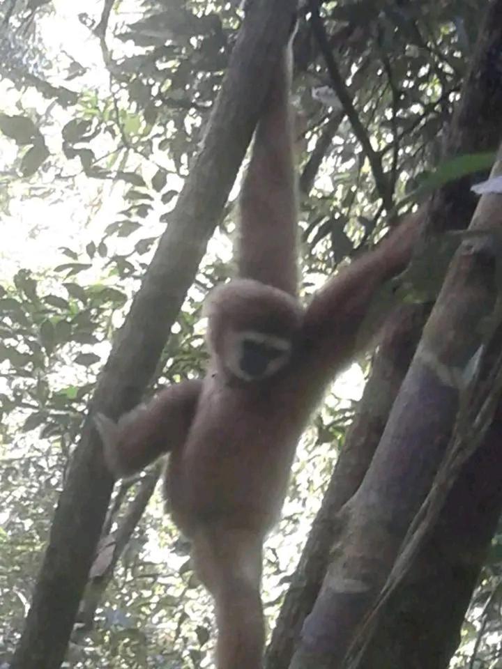 Orangutantreksumatra & Lovely Jungle Lodge Only Book If You Are Treking With Us Bukit Lawang Esterno foto