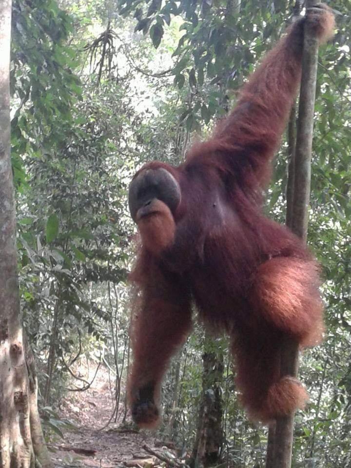 Orangutantreksumatra & Lovely Jungle Lodge Only Book If You Are Treking With Us Bukit Lawang Camera foto
