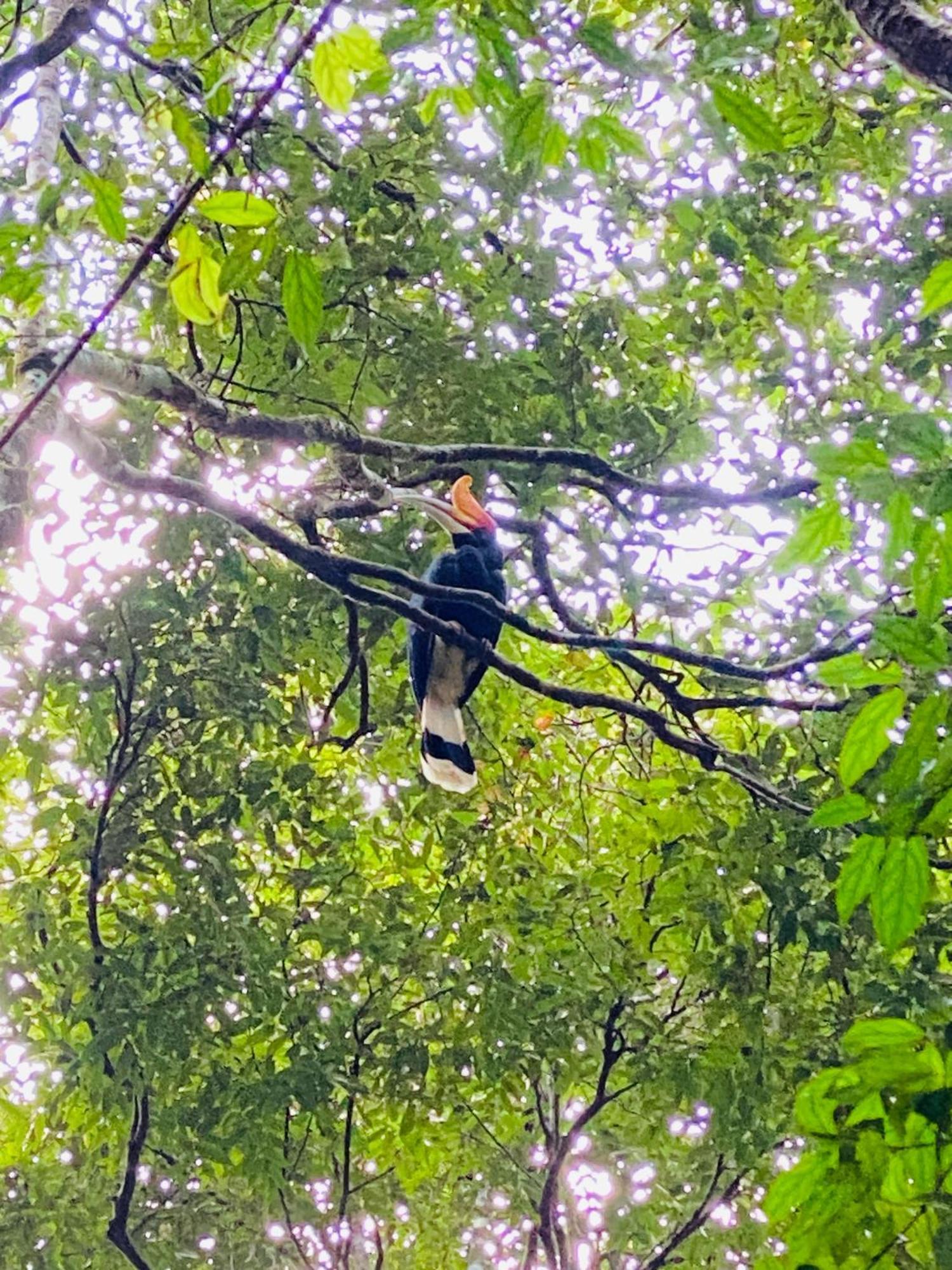 Orangutantreksumatra & Lovely Jungle Lodge Only Book If You Are Treking With Us Bukit Lawang Esterno foto